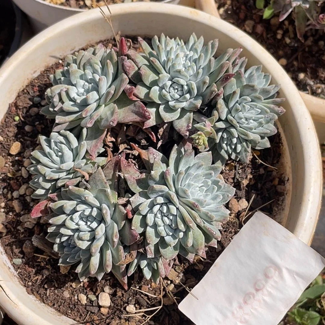 【闪购商品】白菊法瑞