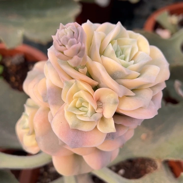 可爱玫瑰锦一物一拍锦龙