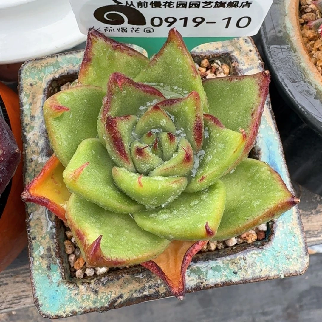 从前慢多肉精选编号0919.10