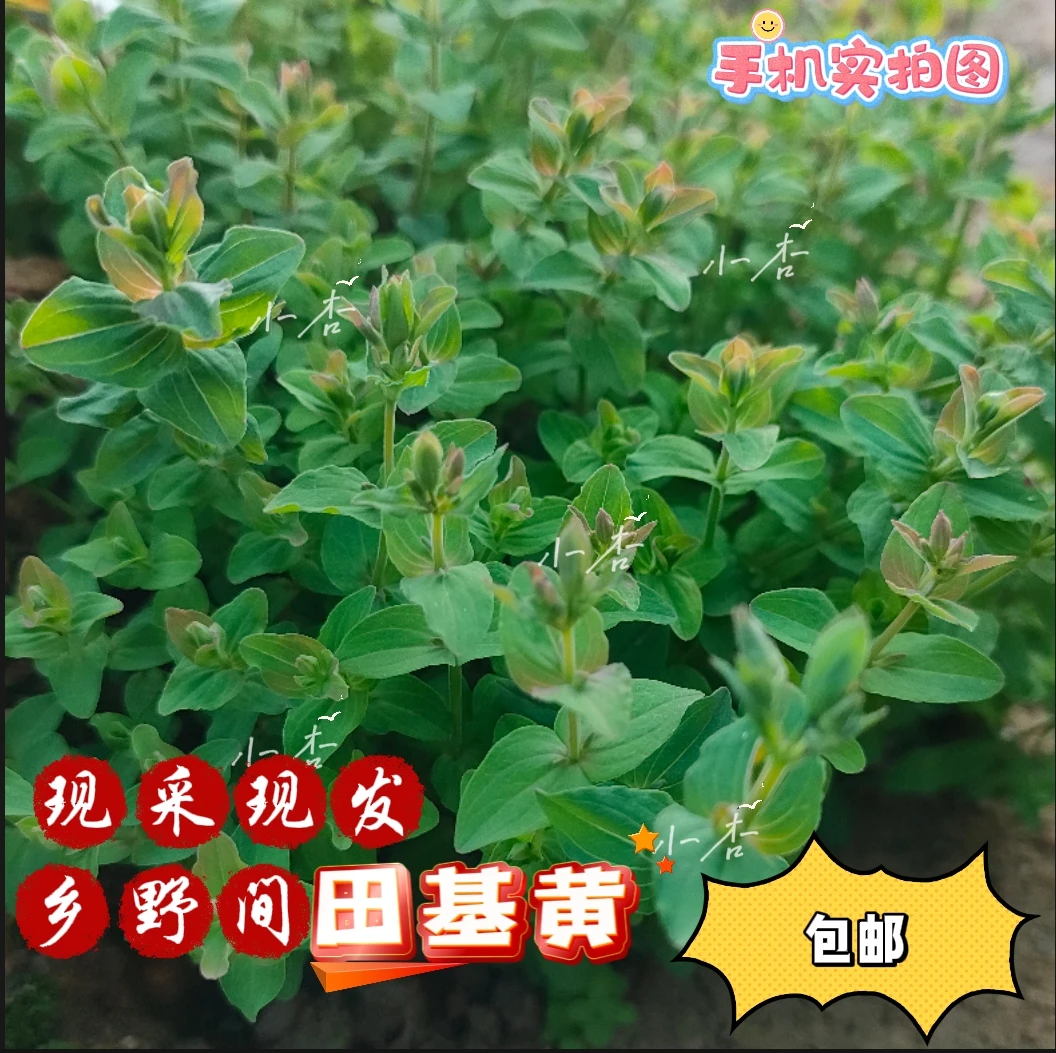 广东纯天然新鲜田基黄 地耳草  雀舌草 泡茶煲汤材料新鲜现采现发
