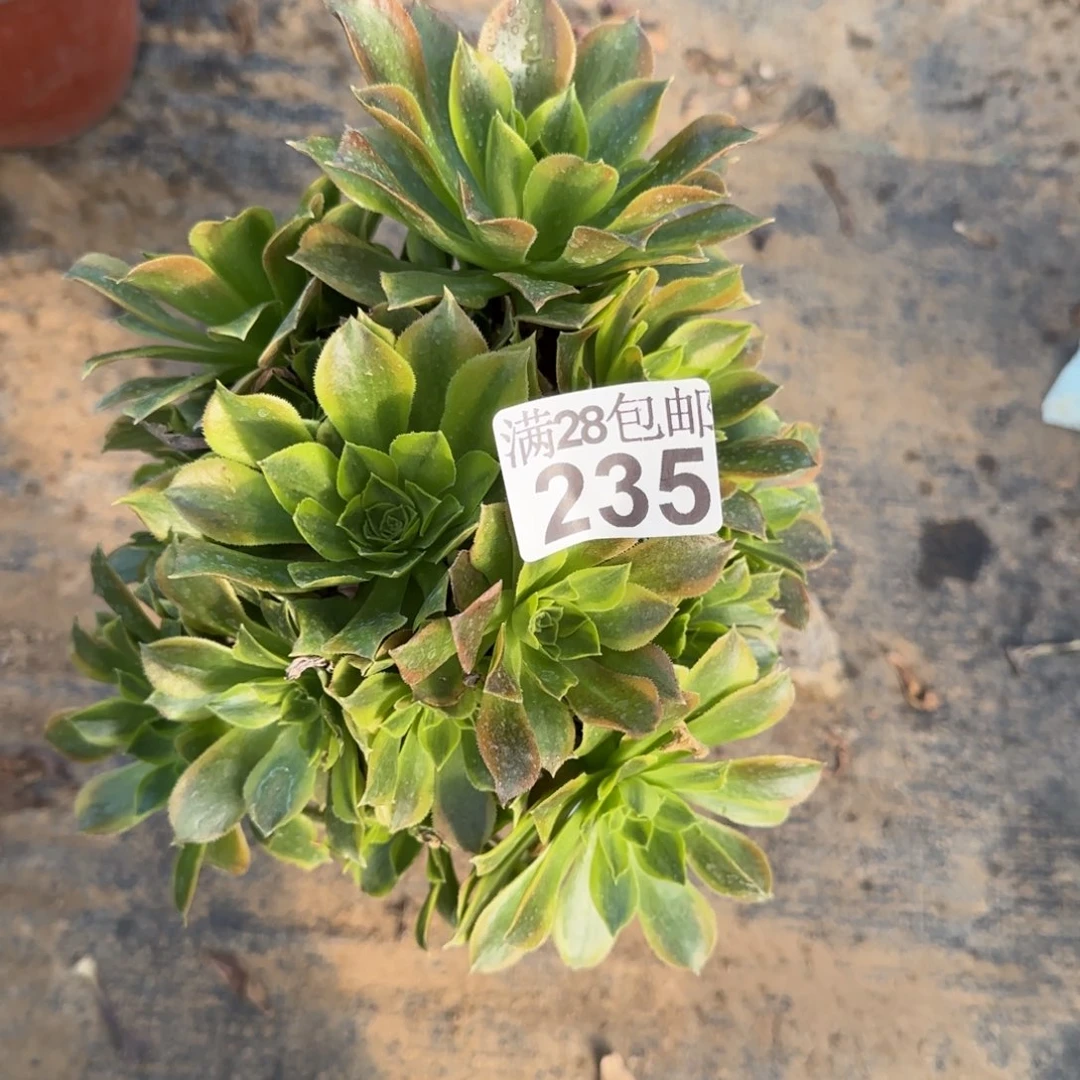 青檬多肉235满28包邮断枝不包
