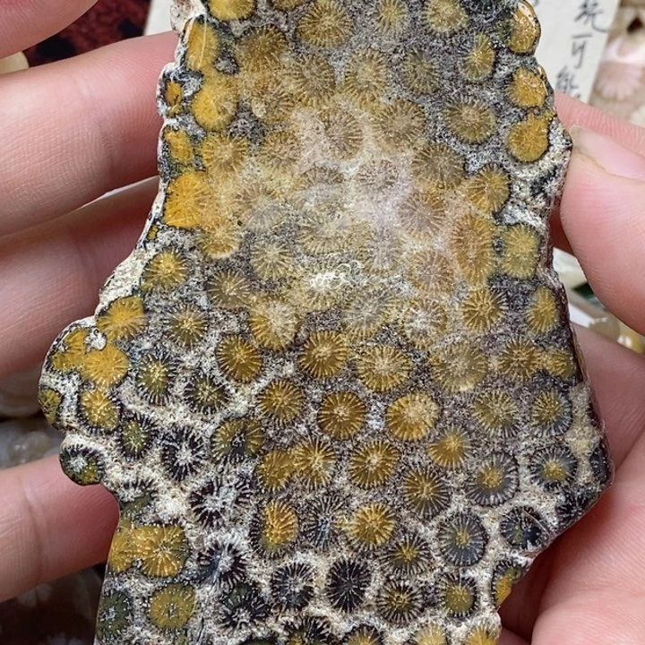 硅化珊瑚（珊瑚玉）未镶嵌颈饰