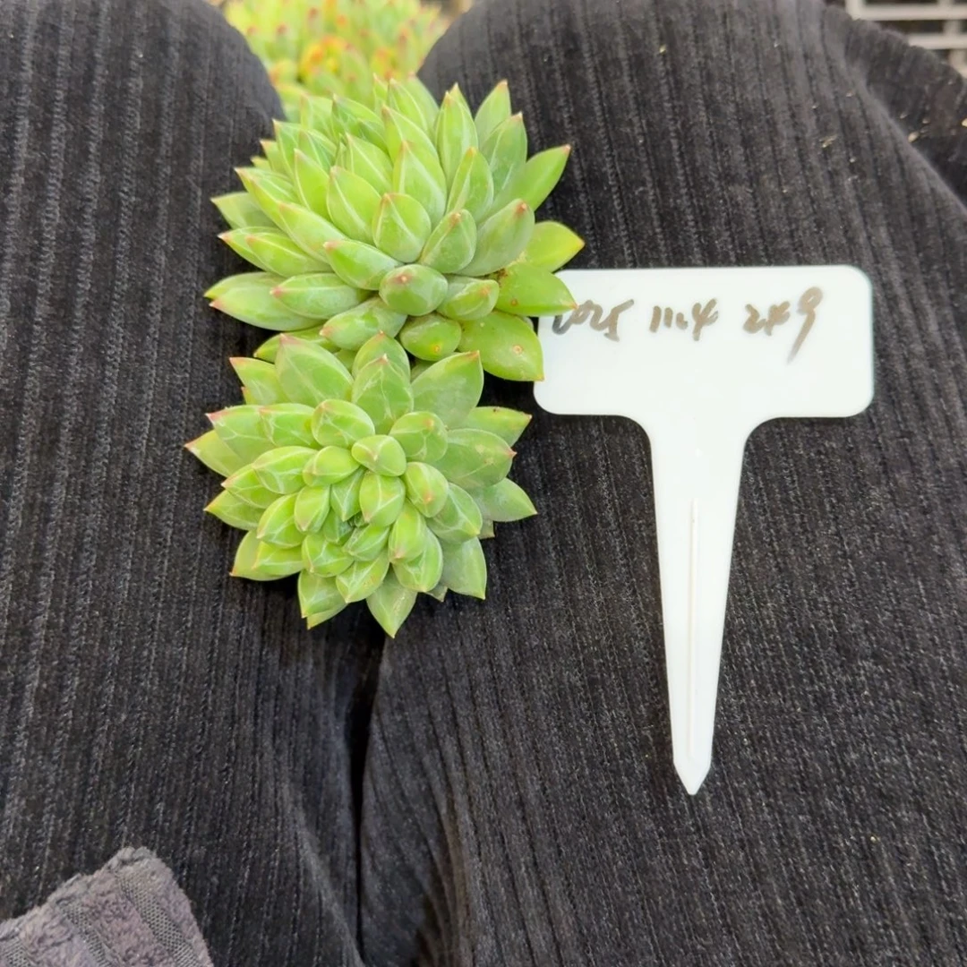 一物一拍美人新品249