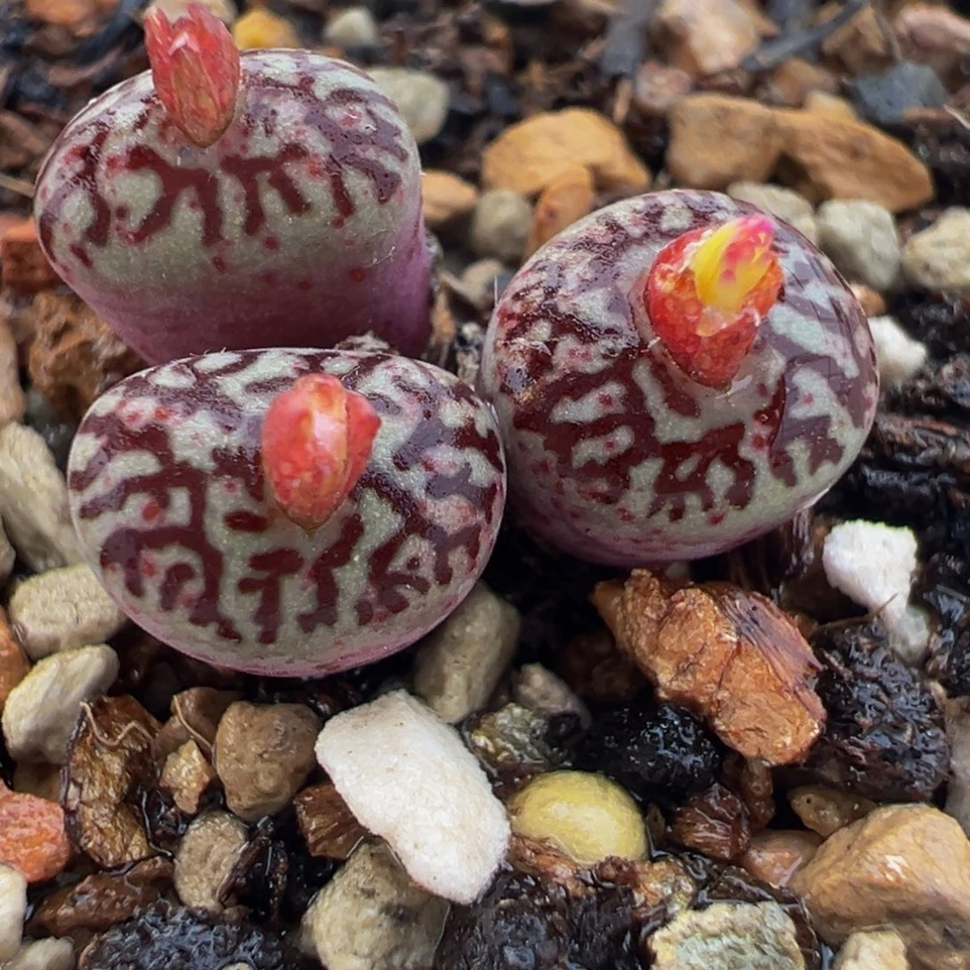 252肉盆栽植物多肉