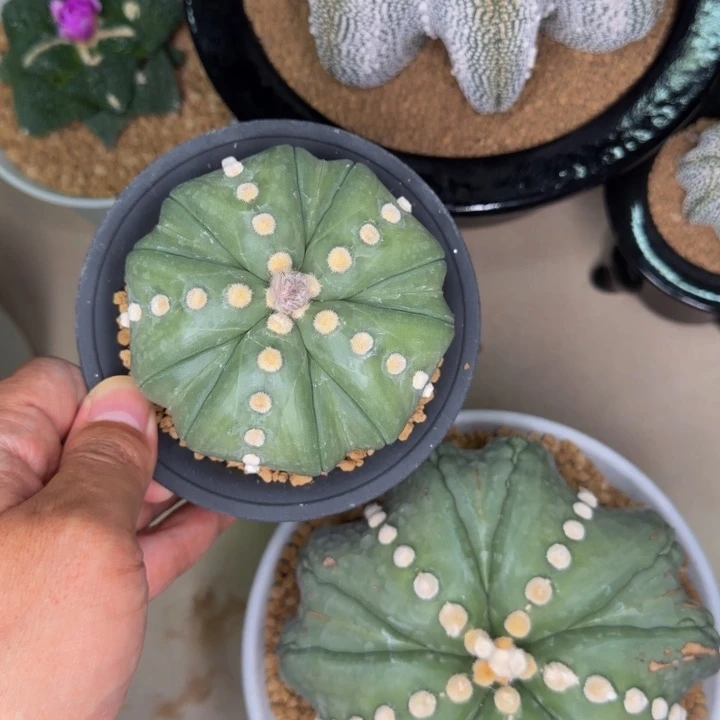 顶配版巨型矮蝴蝶豆