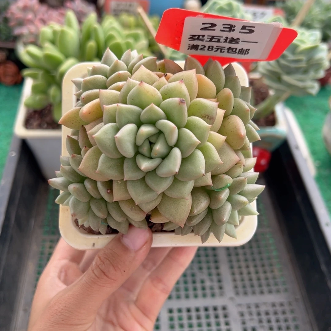 表妹精品多肉植物235.