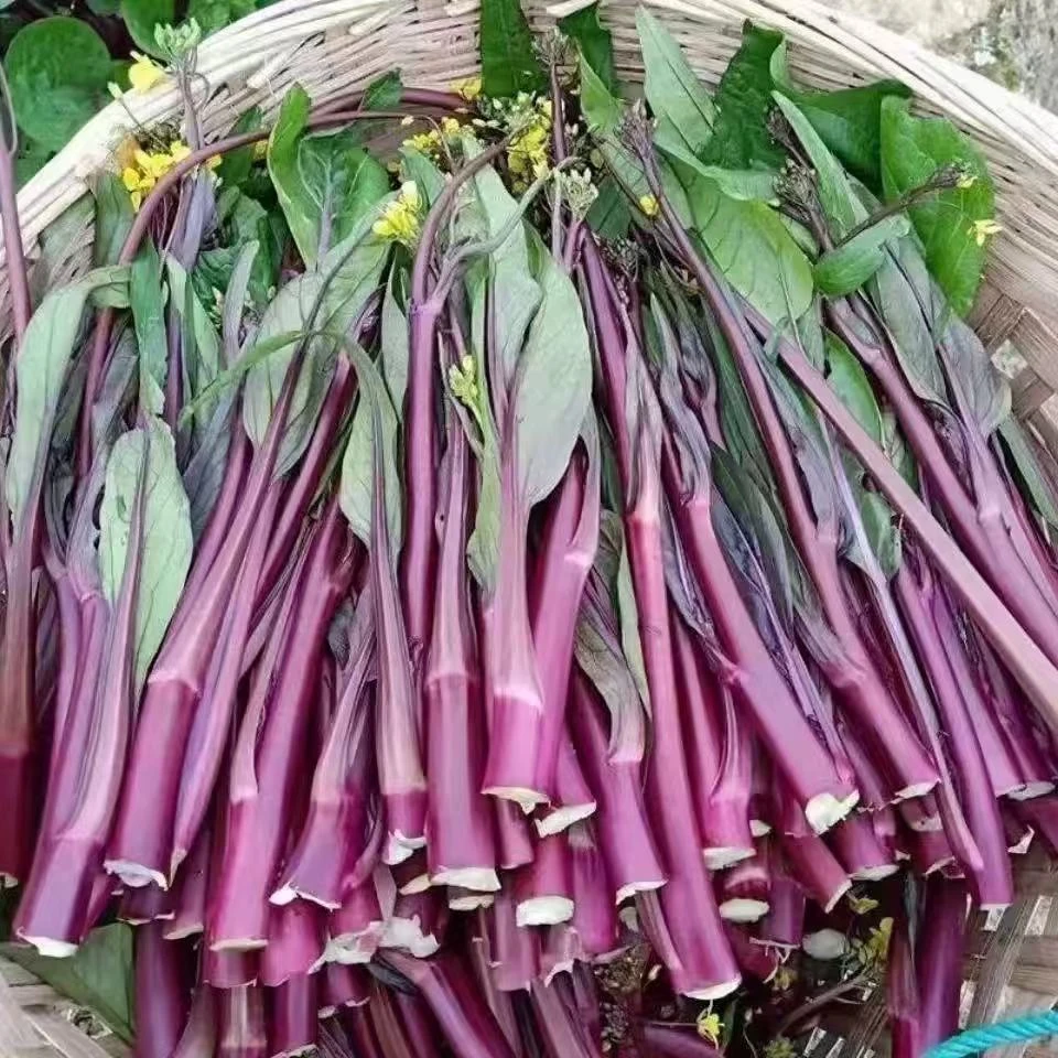 农家自种露天现摘新鲜红菜苔