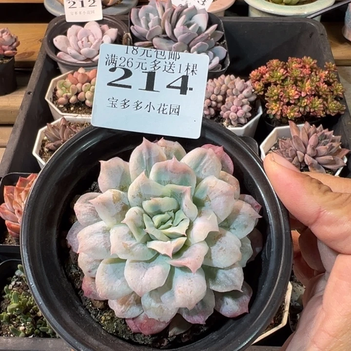 泡泡纱裙7cm 一物一拍多肉满20元包邮