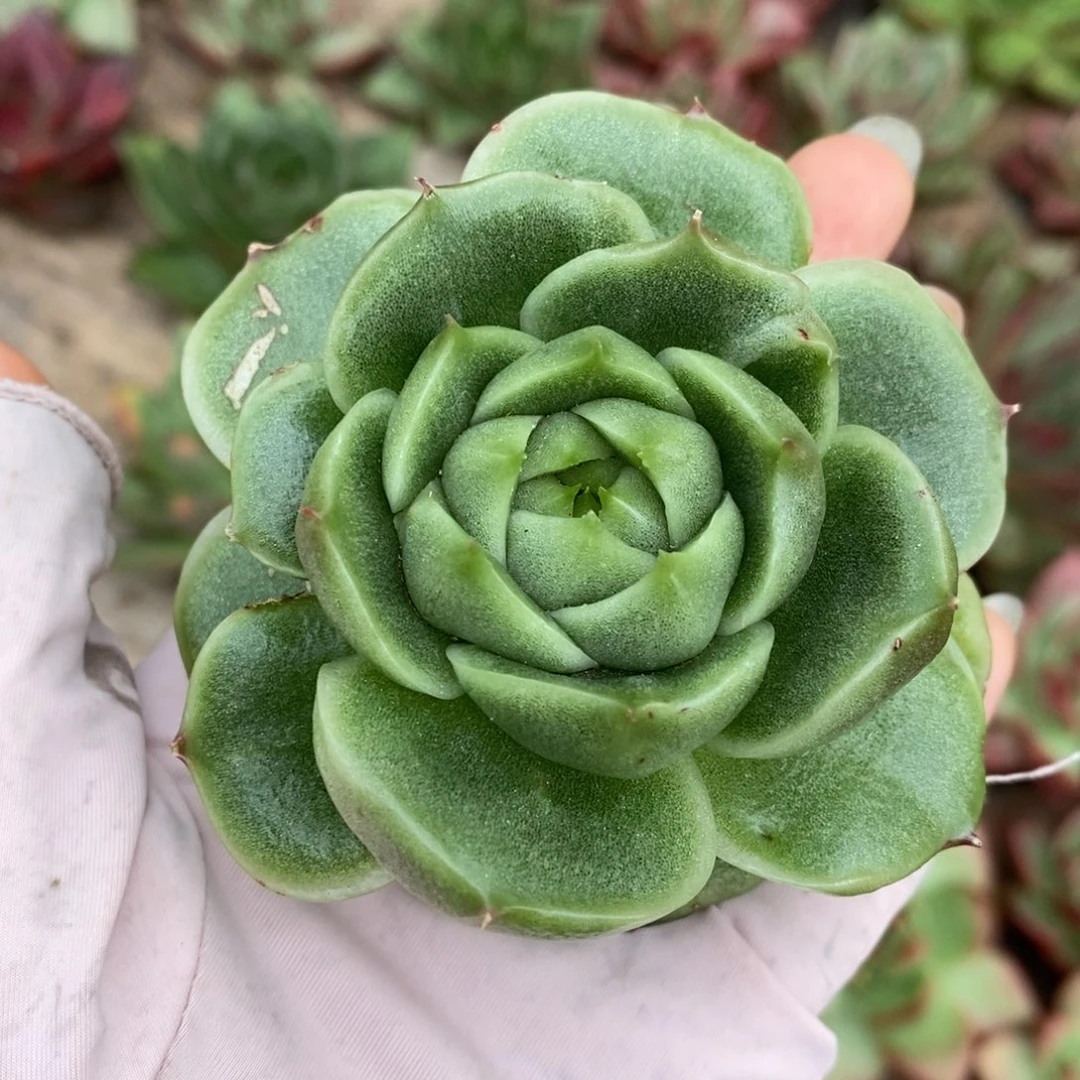 无花朵东云大珍妮新品