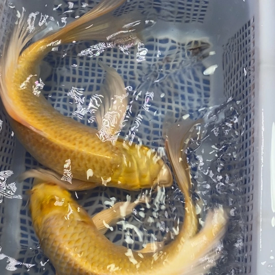 锦鲤冷水锦鲤包邮