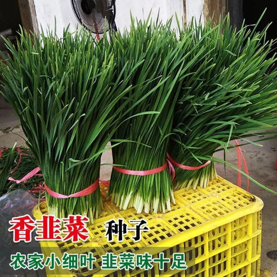 传统小细叶韭菜种子细叶韭菜种籽浓香型阳台盆栽可留种耐收割
