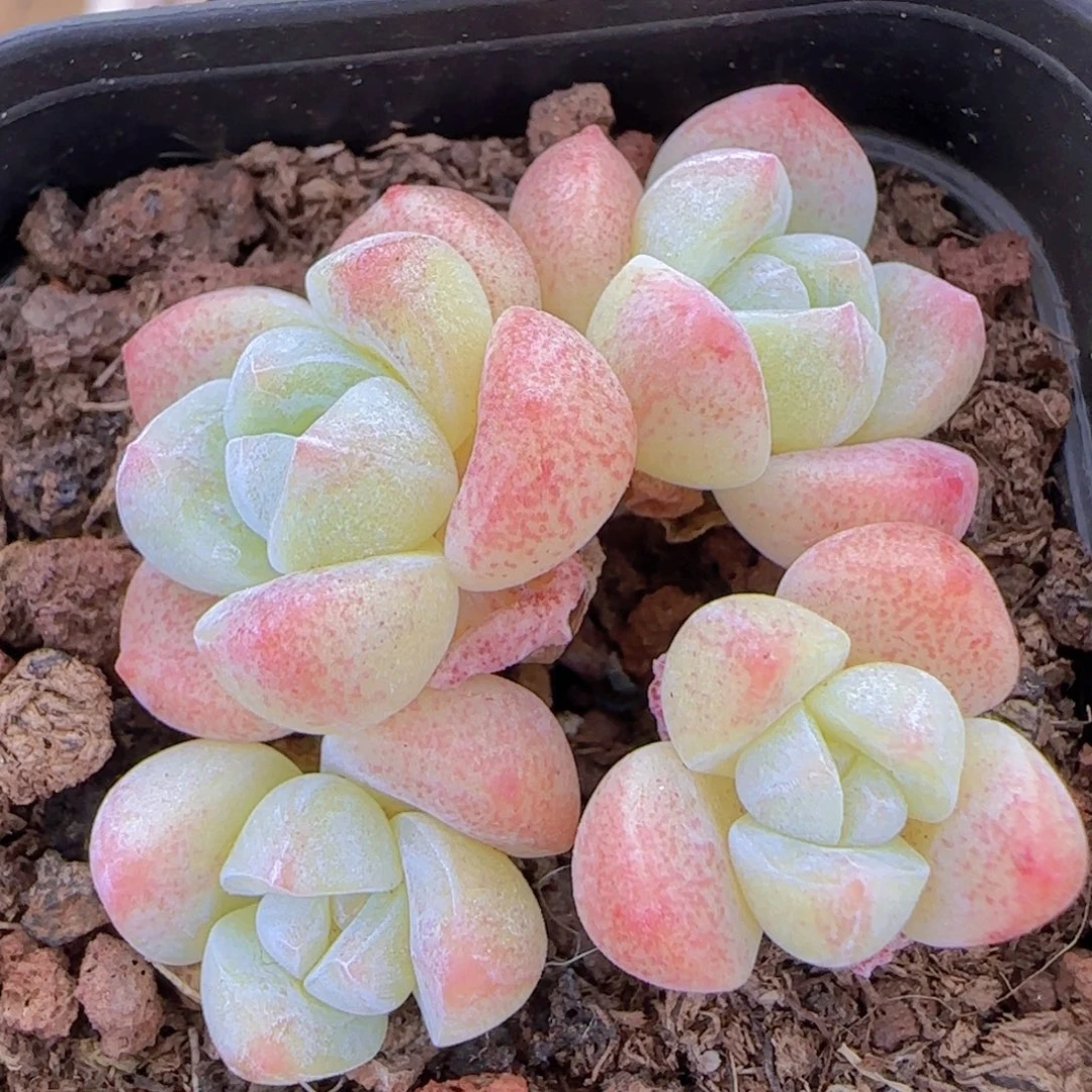 冰玉4头两颗一物一拍