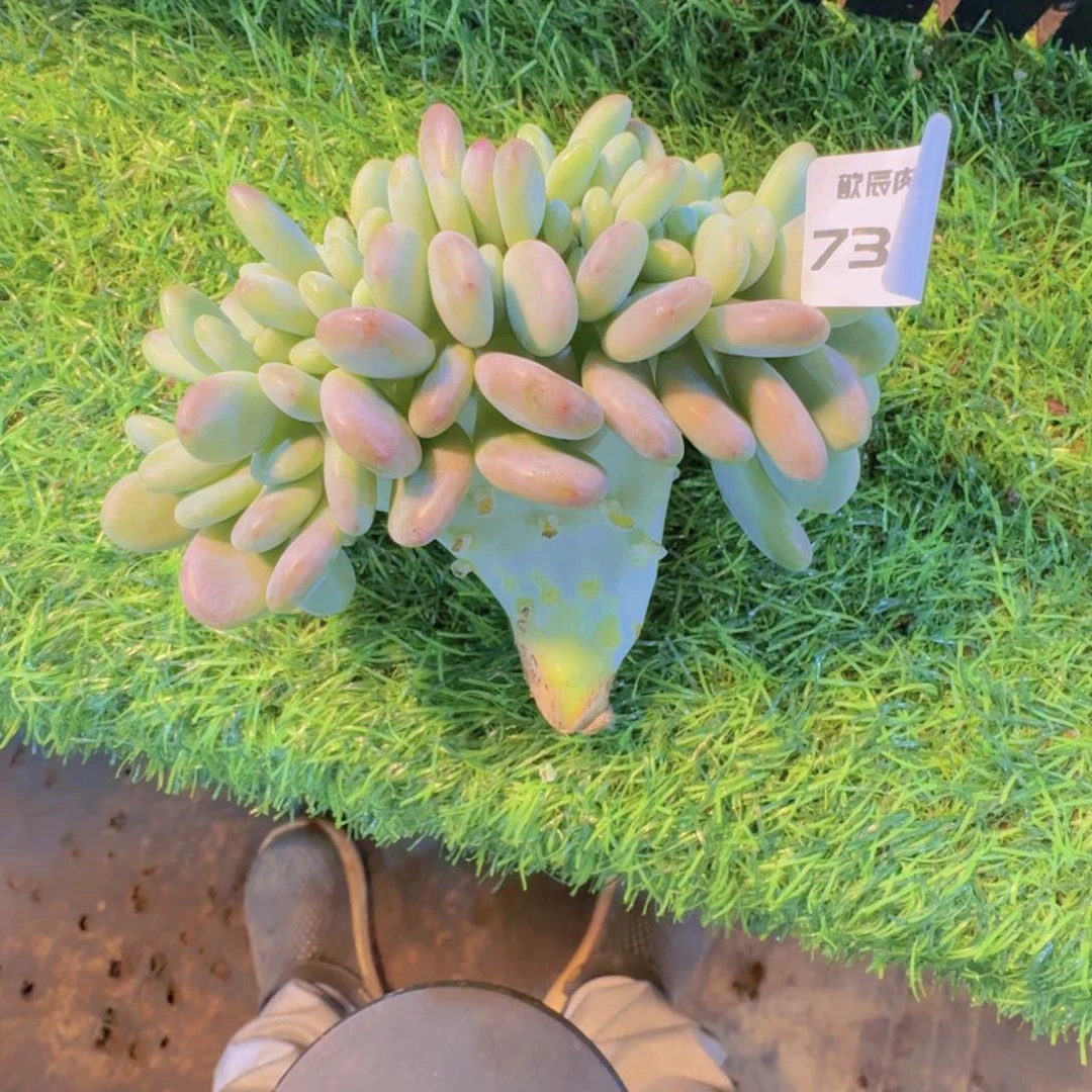 多肉植物洛神缀7317