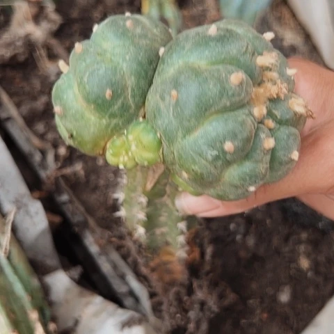 887双头海鲜枕木有疤