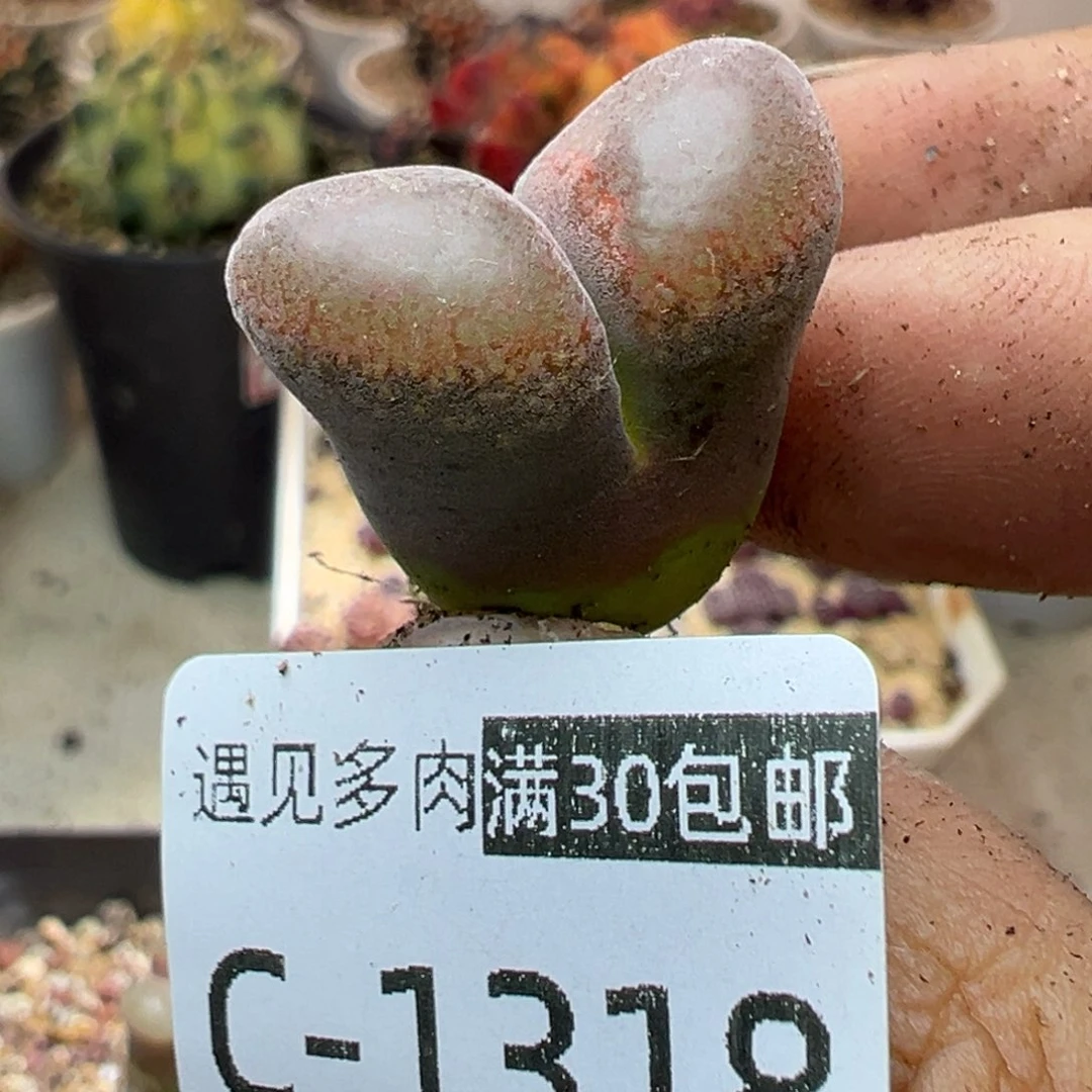 多肉植物111111111111