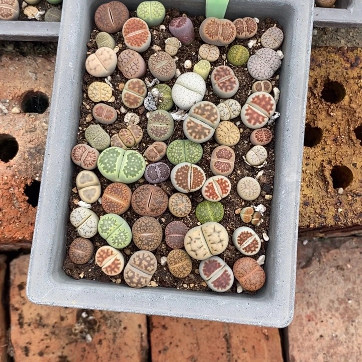 禅***员生石花的季节到啦808