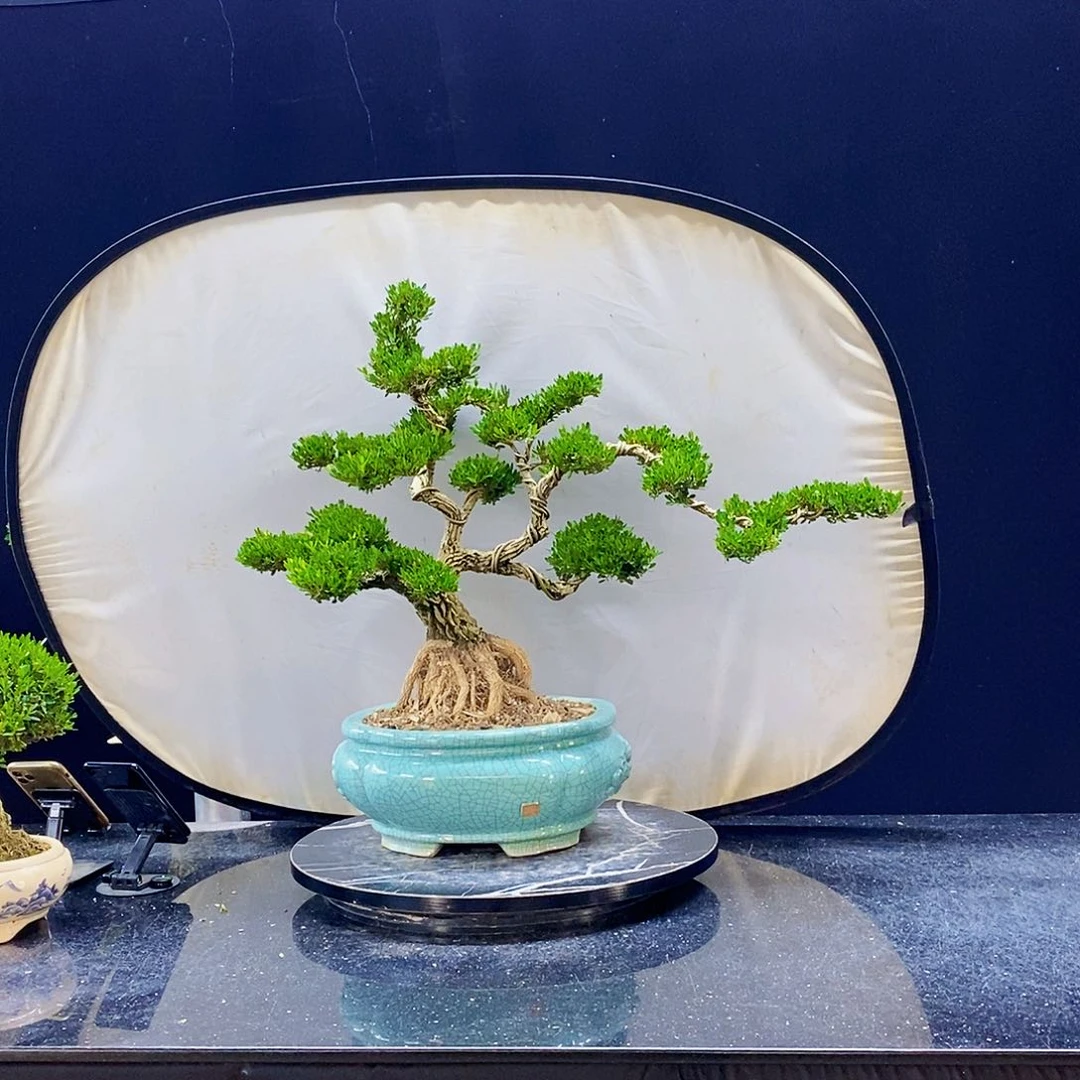 无花朵黄杨盆景造型