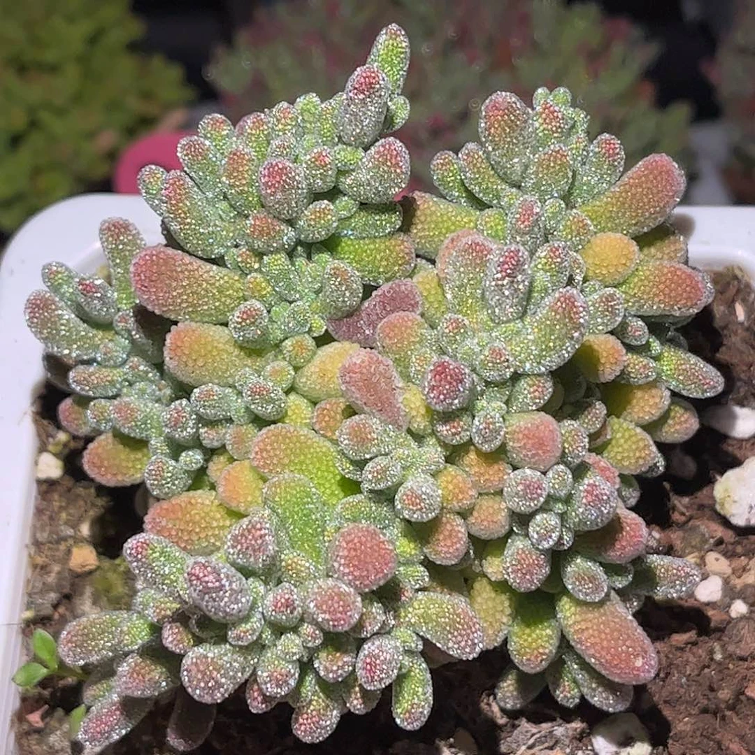 24五彩冰晶优选枝干番杏