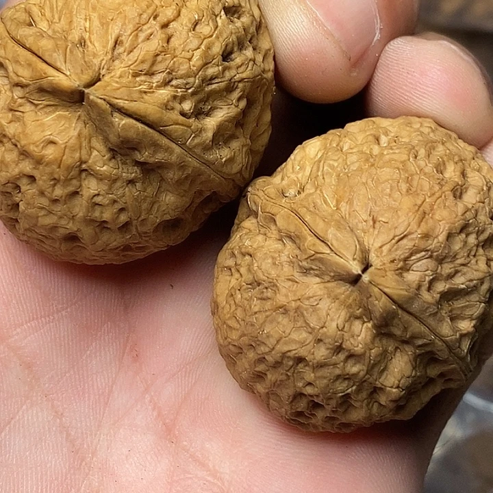 把件文玩核桃云南铁核桃59
