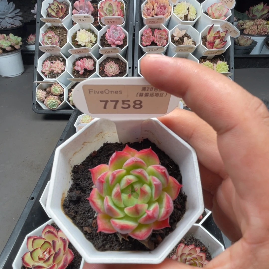 7758红媚  4.0厘米