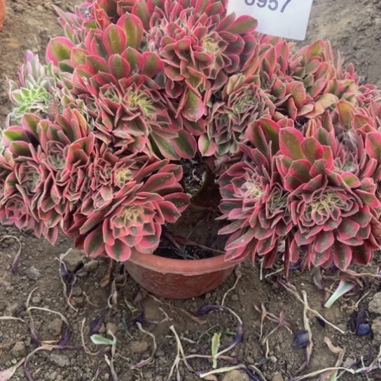 6957，粉女巫缀带土球