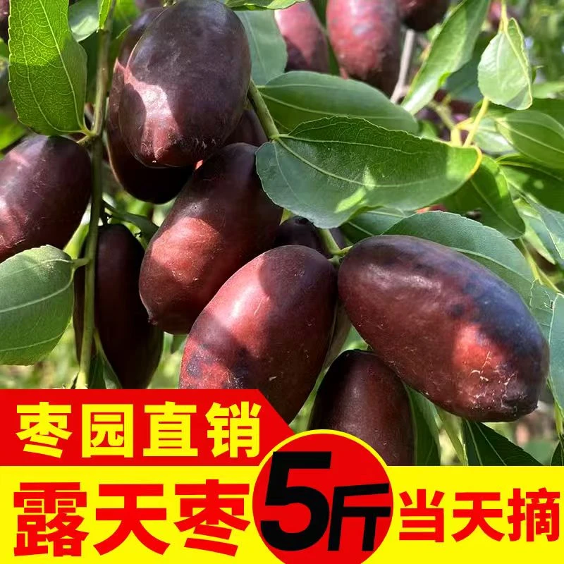 5斤小果宁夏灵武长枣脆甜红枣新鲜水果孕妇水果皮薄肉厚长枣福利