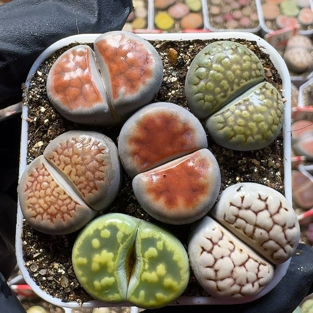 生石花1111111。  51