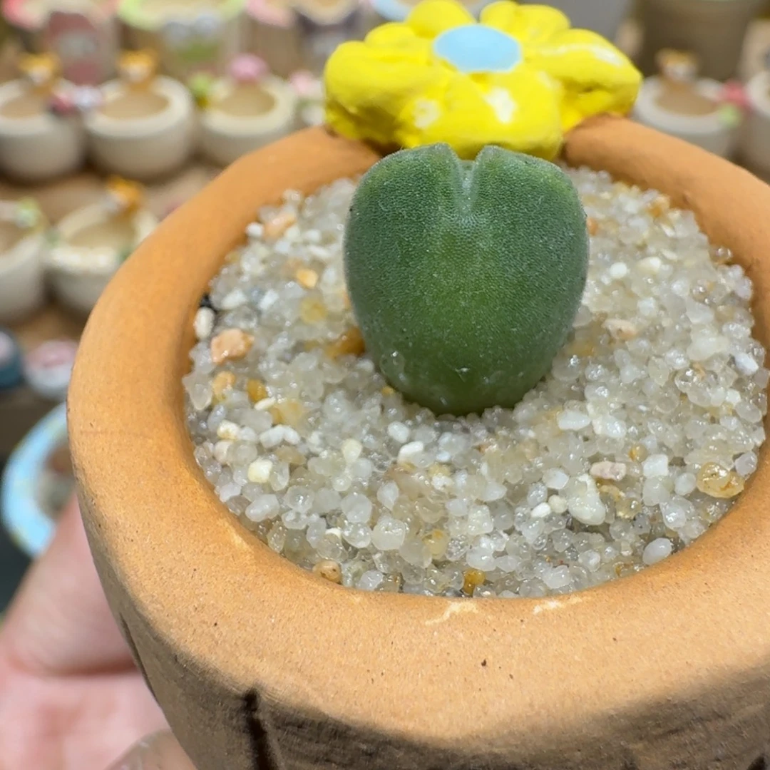 蘑菇1146大眼空蝉多肉植物