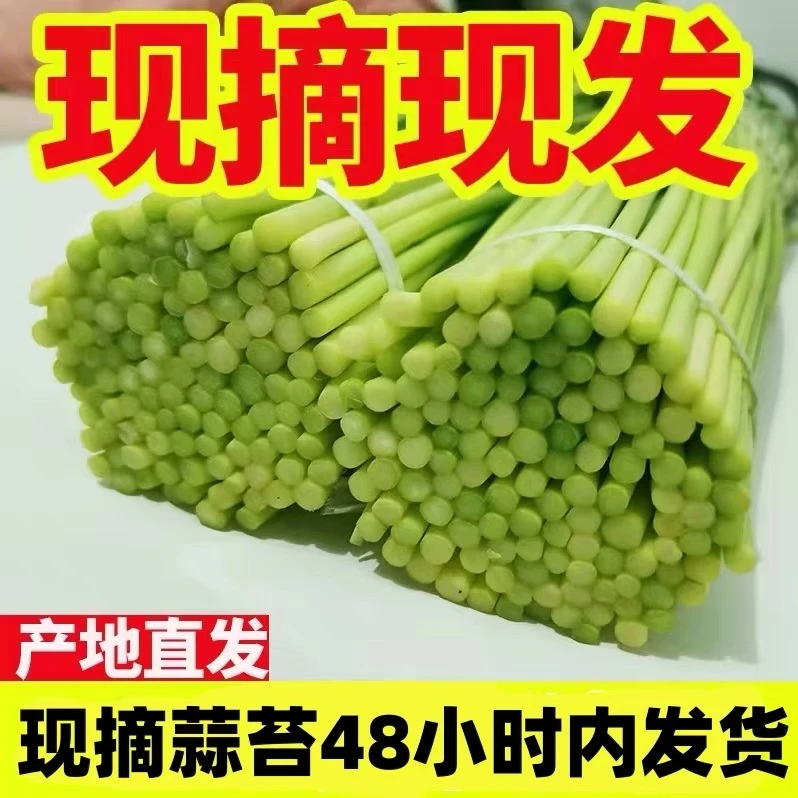 【新鲜便宜】2025年新鲜蒜苔新鲜批发红帽蒜苔蒜毫新蒜薹当季蒜苔