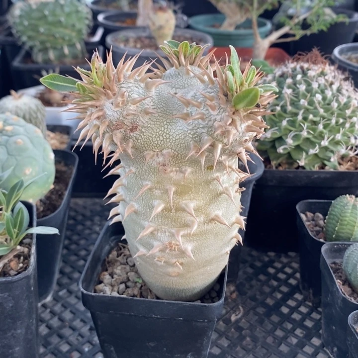 西巴女王，一物一拍