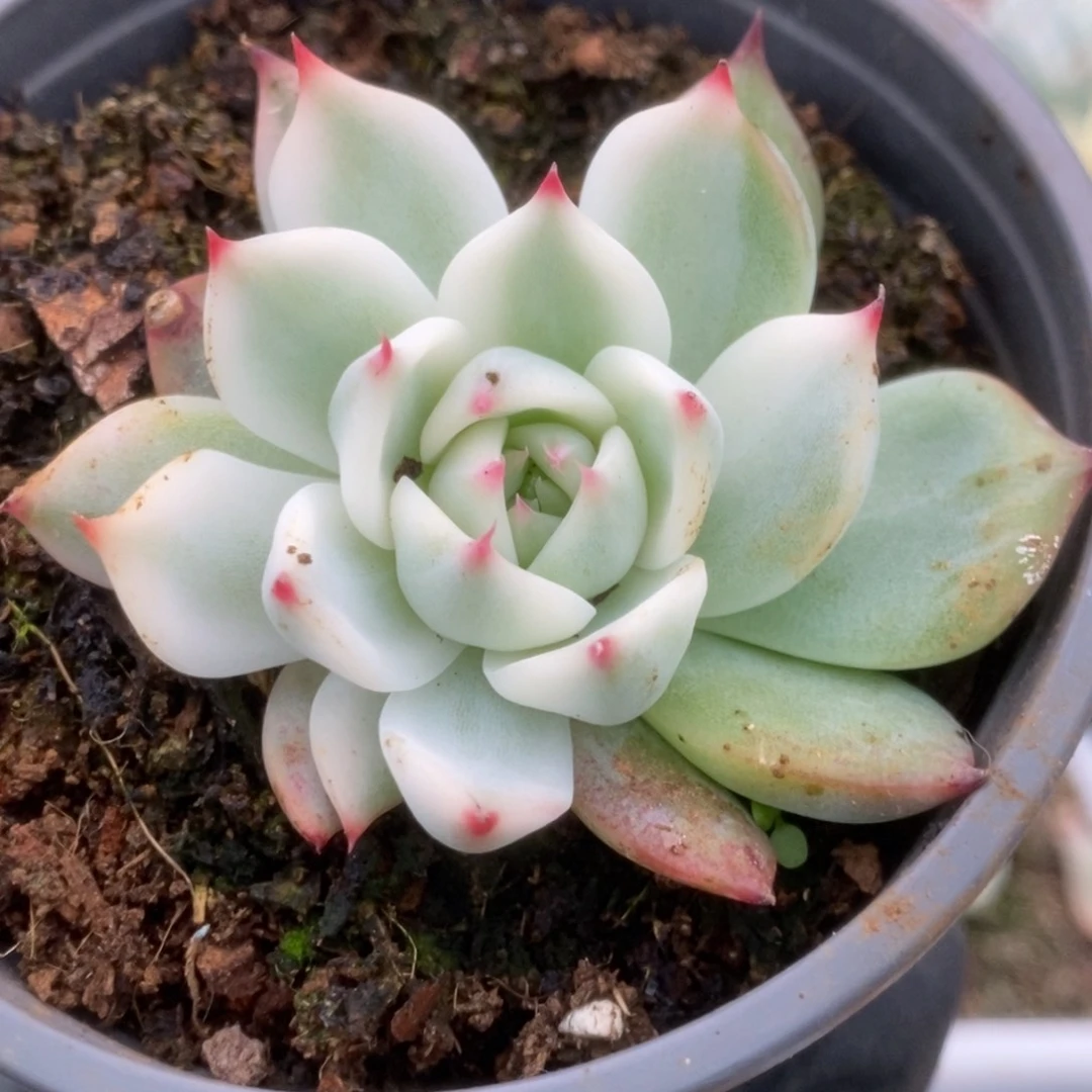 470锦锦锦锦锦锦锦