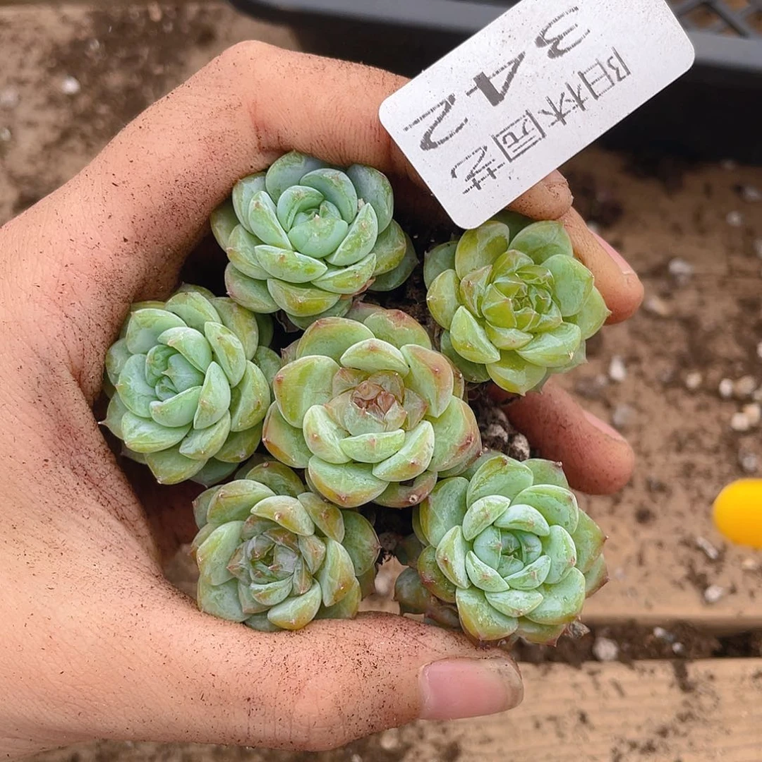 多肉植物多肉植物342