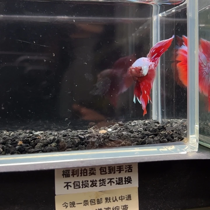 斗鱼一单包邮13日73