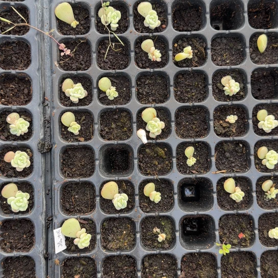 荔枝 一个穴满25包邮