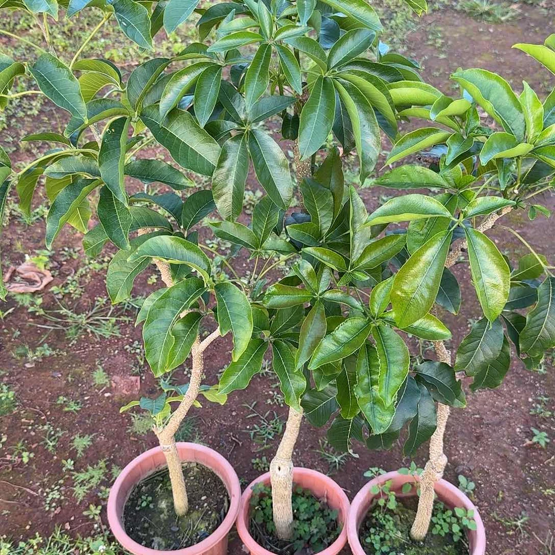 柿***陈当前无花栽培后可以开花状元红三颗