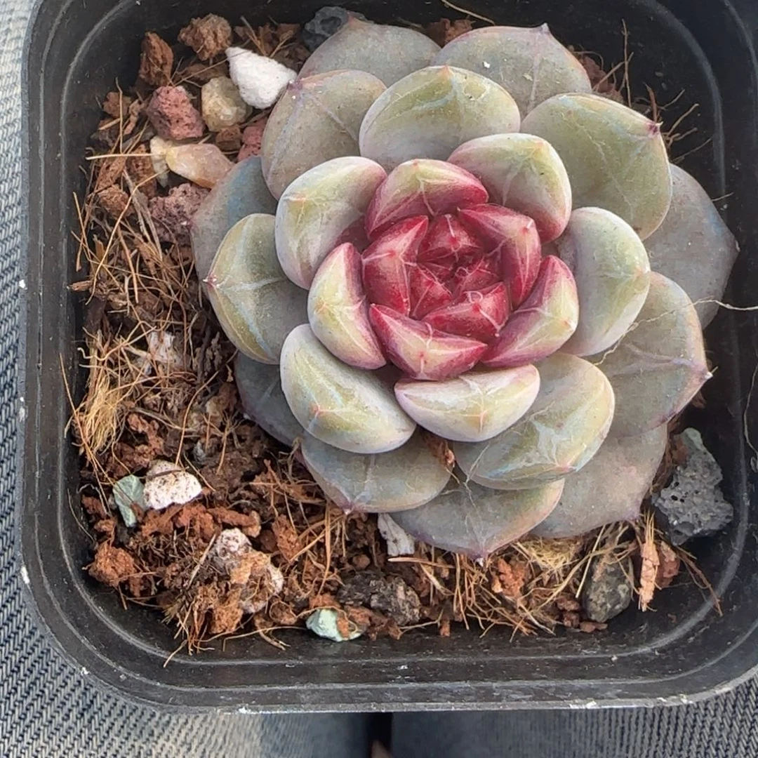 多肉小卡拉米糖心一物一拍