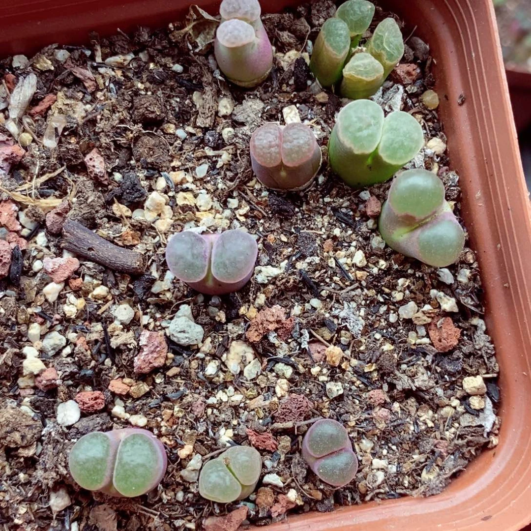 4853。