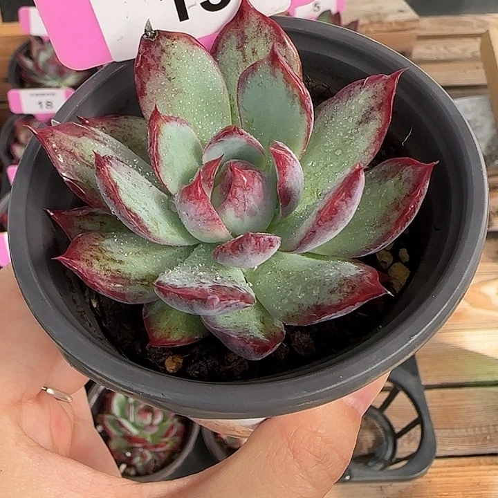 13 惊鸿仙子多肉植物