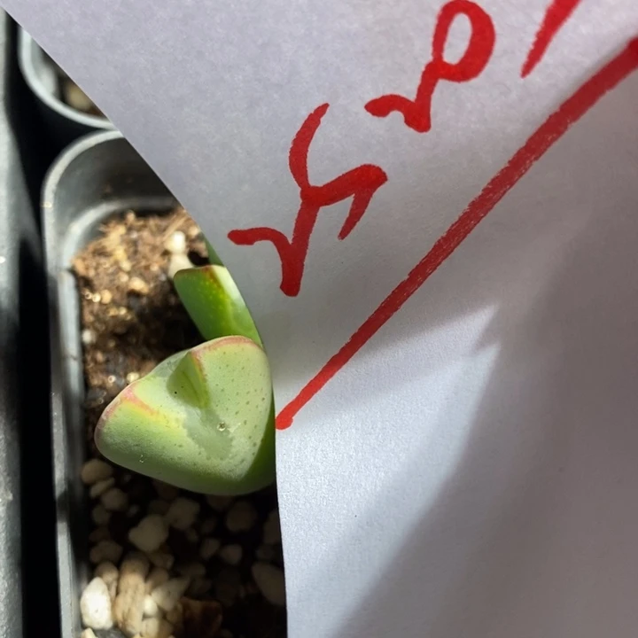 遛****25205一组一组一组