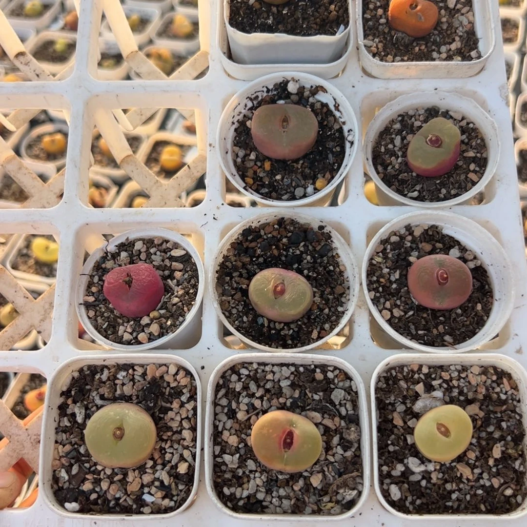 山****33多肉植物百科植物