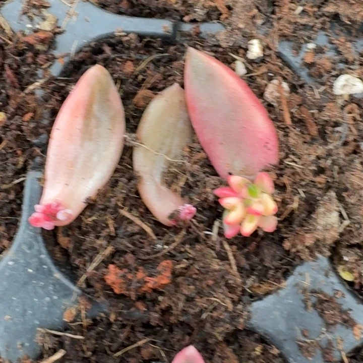 紫丽殿黑美人锦一物一拍33