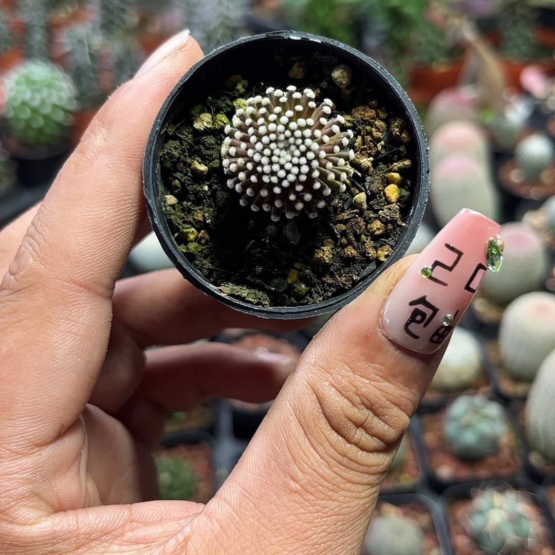 松针牡丹单头有根2.3厘米