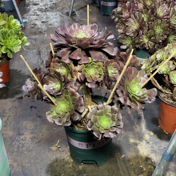 67黑萝莉多肉植物多肉