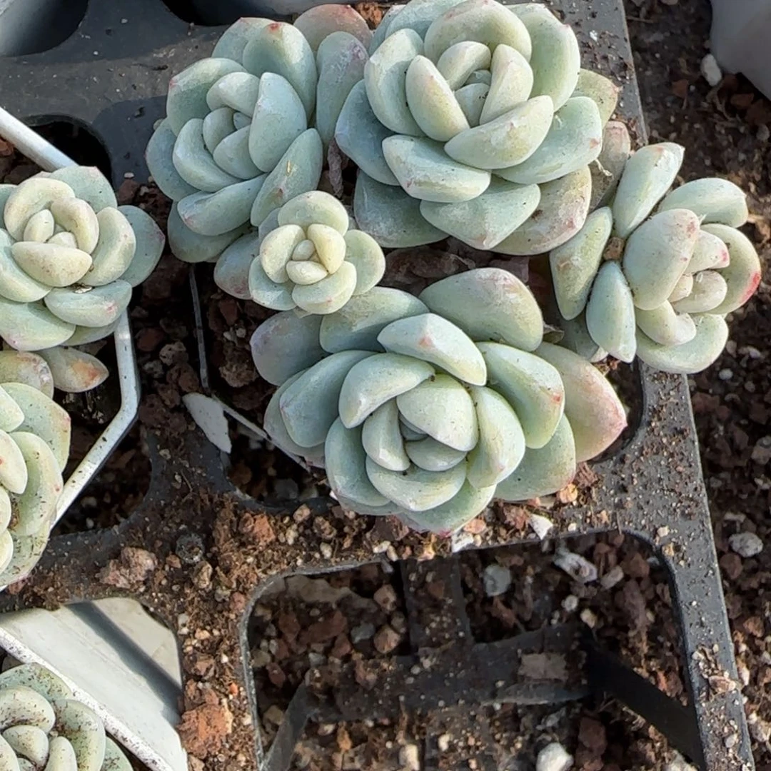 V***多肉小卡拉米糖心一物一拍