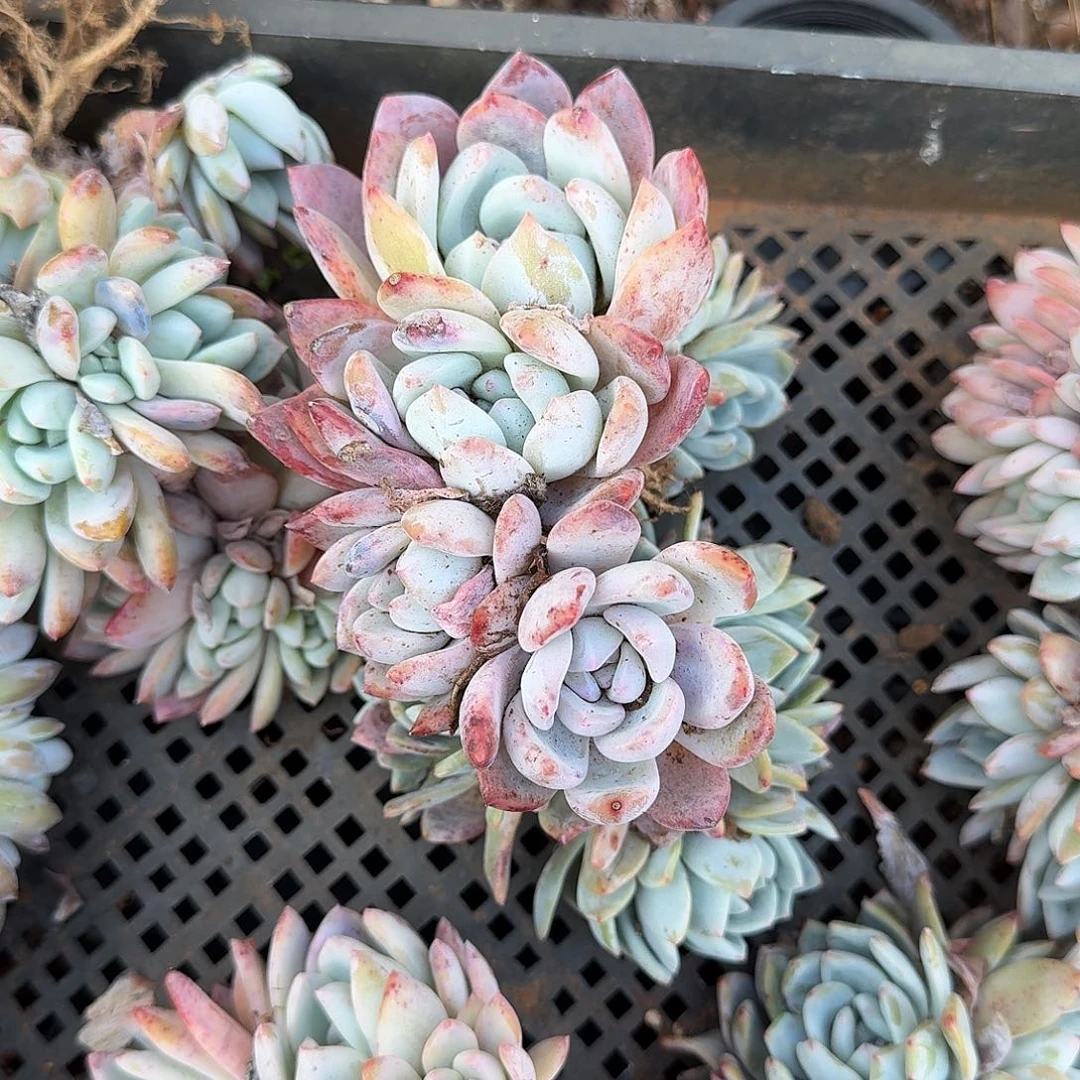 梦露朵朵缀4头起发货