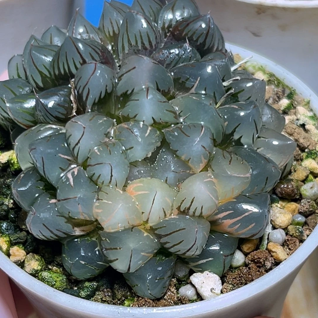 恭喜发财大吉大利593