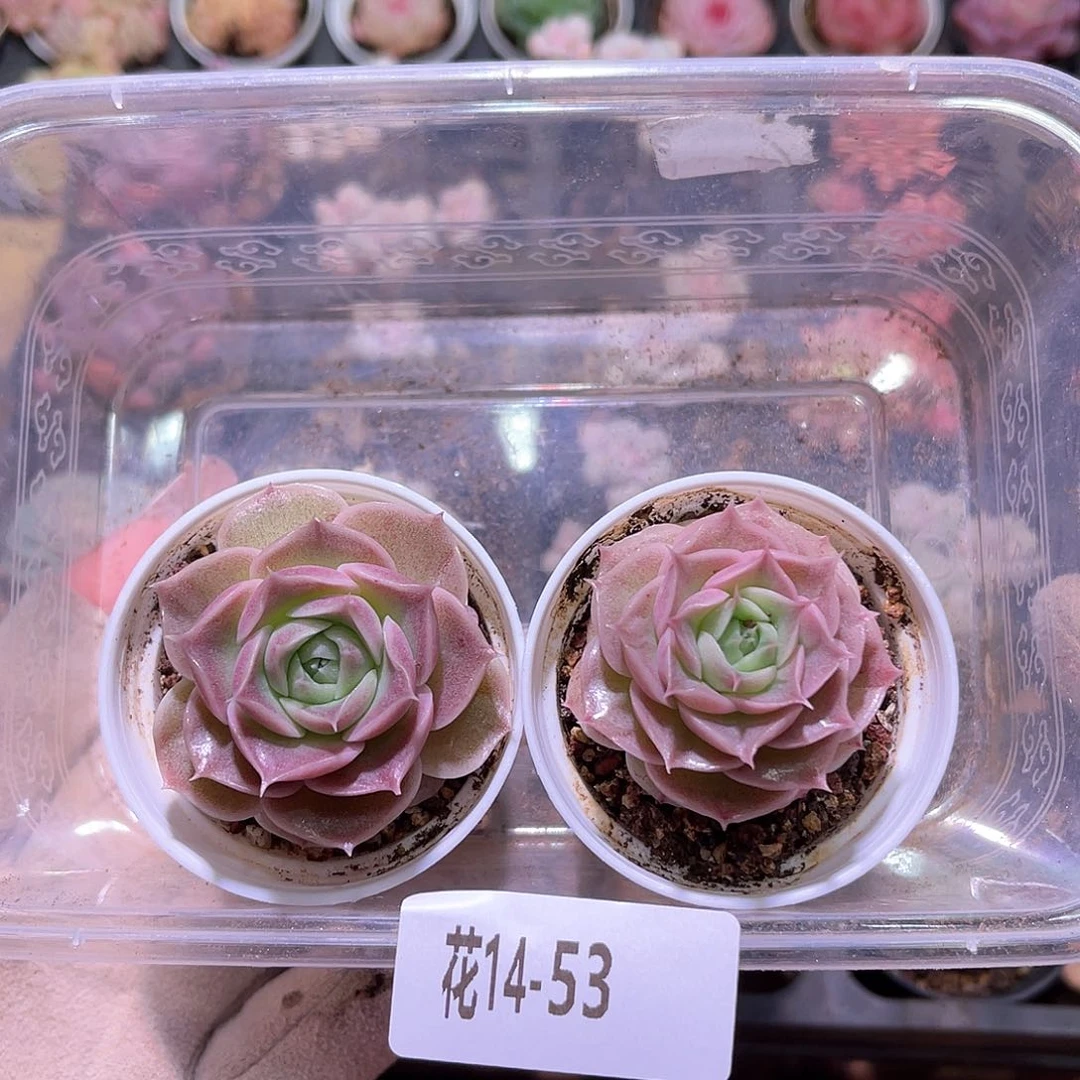 花利美14-53青瓷2颗