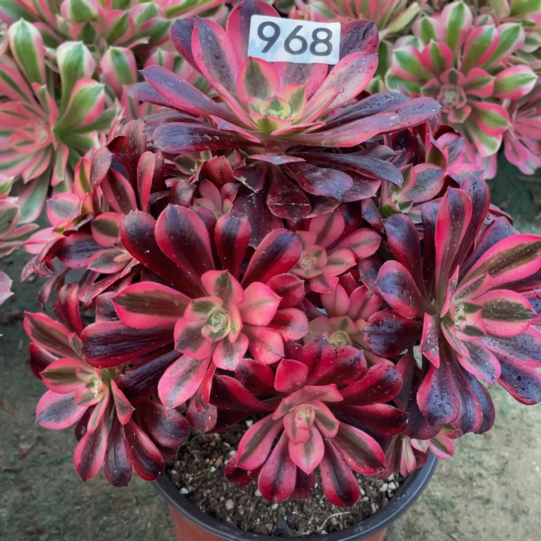 968美杜莎精品法师老桩