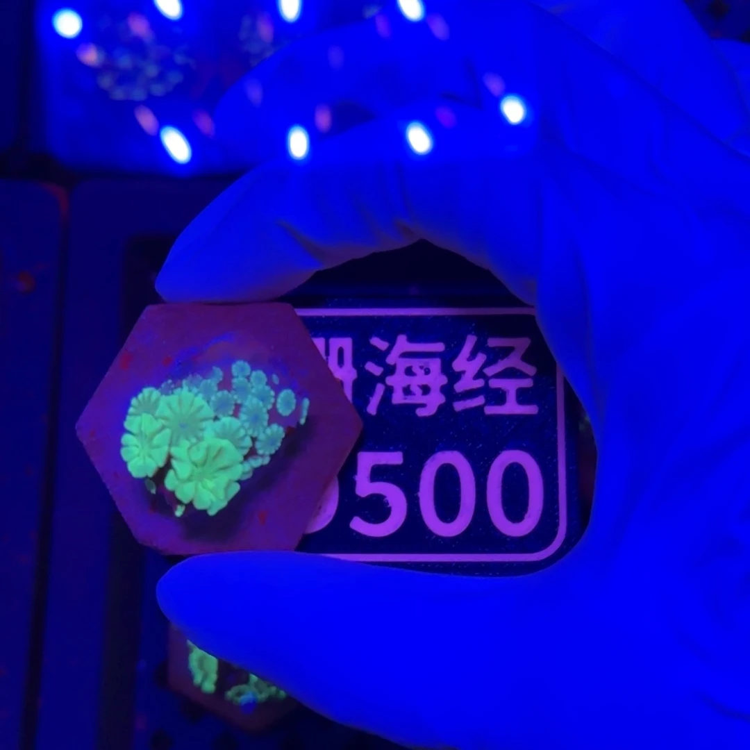 ****学纽扣珊瑚又又不包邮大花茉莉D500