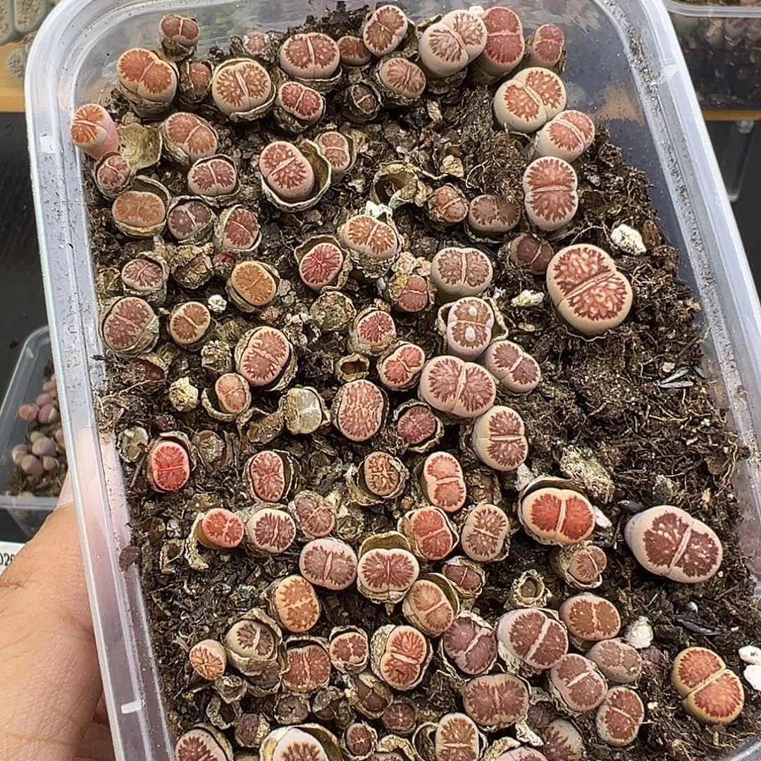 2681小美菊清货福利